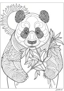 Panda eating bamboo, standing